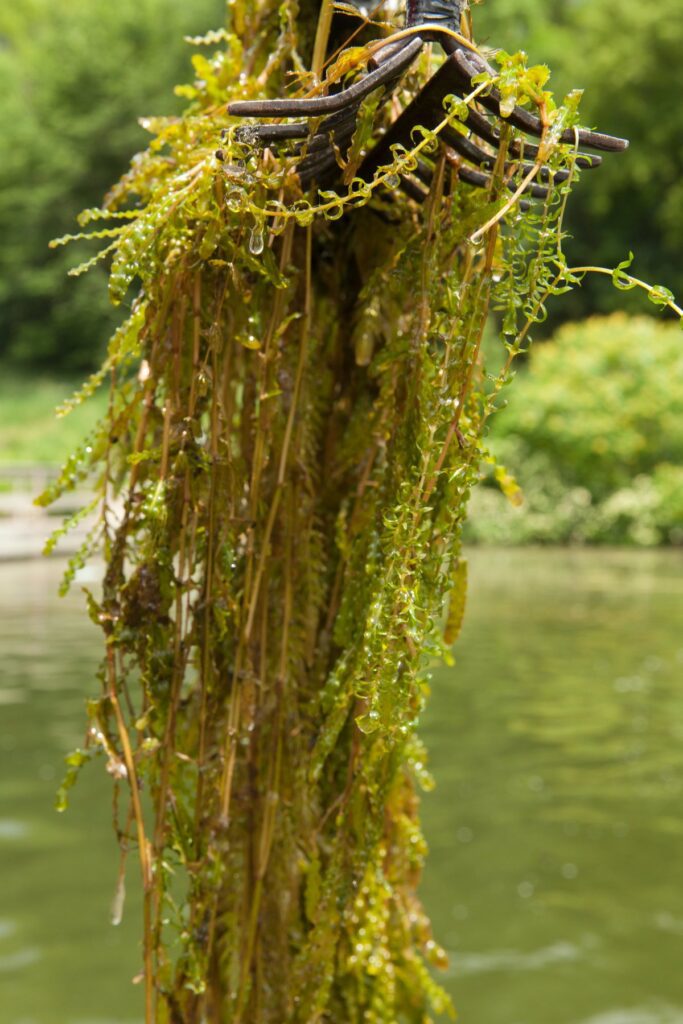 Curlyleaf pondweed photo by Minnesota Aquatic Invasive Species Research Center